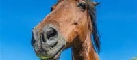 Why do big animals have long faces? Know the science behind it...